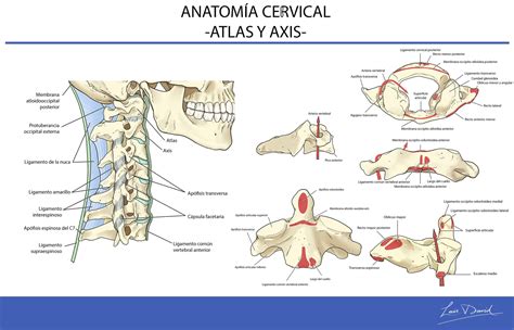 Ilustración de Atlas y Axis en acción