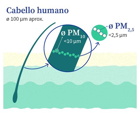 Comparación del tamaño de un micrómetro con un cabello humano