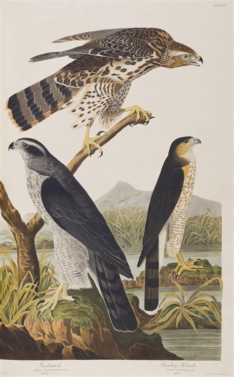 Ilustración de John James Audubon de un ave