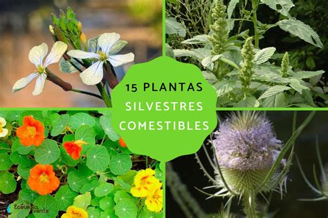 Plantas comestibles y flores
