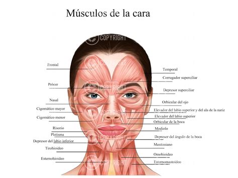 Anatomía de la sonrisa y su relación con la comunicación facial