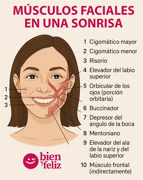 Ilustración de los parámetros faciales y de la sonrisa
