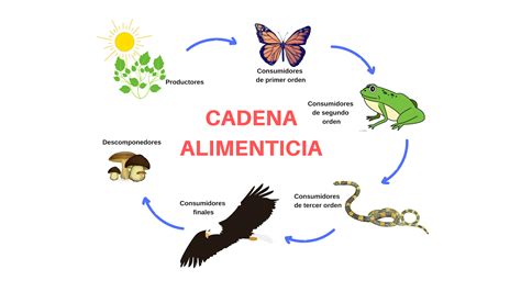 Diagrama de la cadena alimenticia en un bosque de kelp