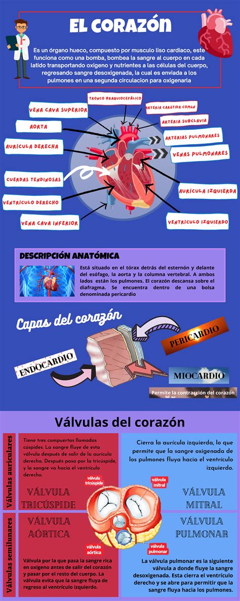 Infografía del corazón humano y su funcionamiento