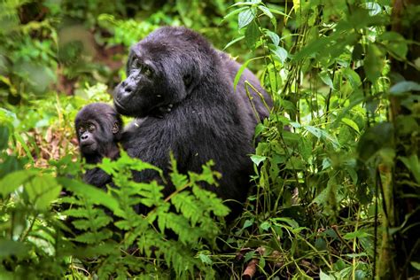 Selva africana con animales salvajes