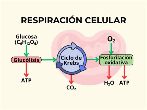 Diagrama de los estilos de respiración derivados de la Respiración Solar