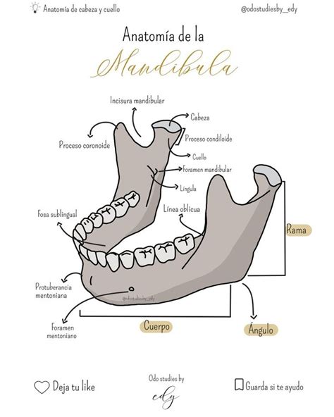 Esquema básico de la forma de la cabeza y la mandíbula