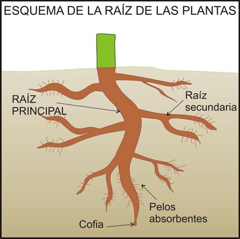 Miembros de Raíz