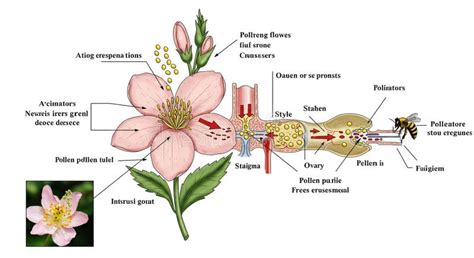 Representación de Soah como flor