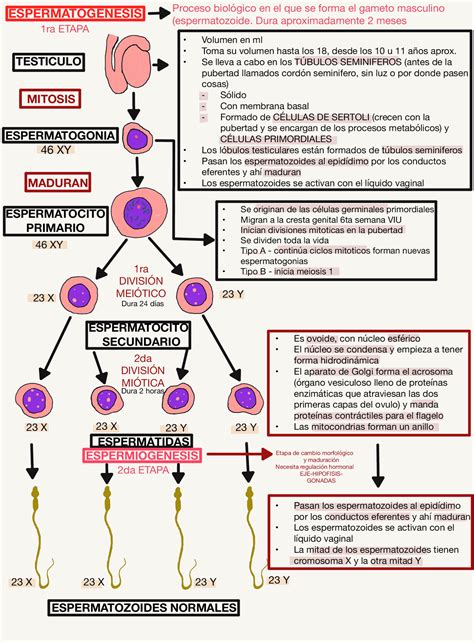 Diagrama explicando la Reencarnación Impura