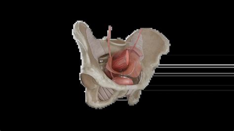 Ilustración detallada de la anatomía masculina con un toque de fantasía