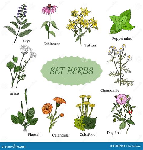 Ilustración de hierbas medicinales japonesas