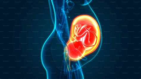 Representación de un feto en el útero materno