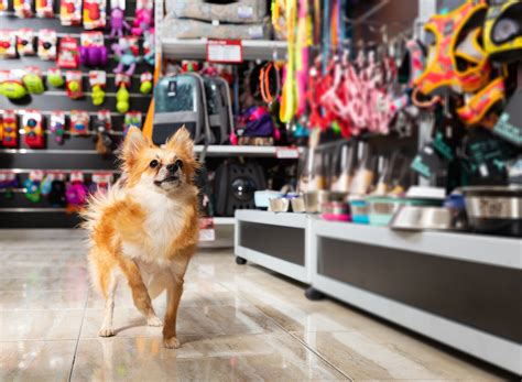 Perro Shushu protegiendo la tienda de mascotas