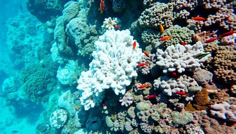 Arrecifes de coral blanqueados por el calentamiento global