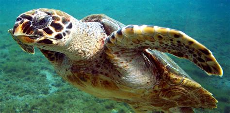 Maron coqueteando con la tortuga de Kame-Sen'nin