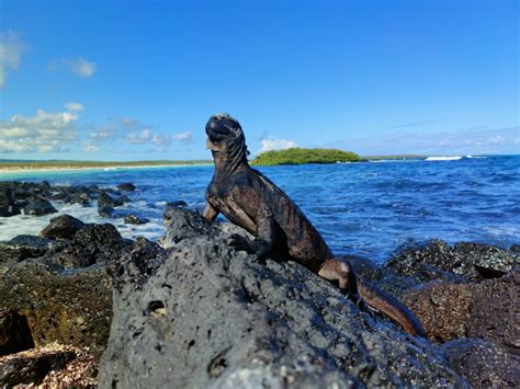 Fauna de la Isla Tenrou
