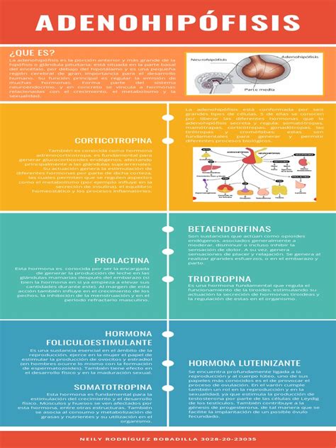 Infografía comparando la letra original japonesa con la versión en castellano