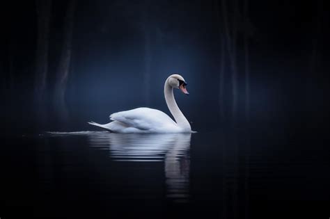 Un cisne blanco nadando en un estanque oscuro