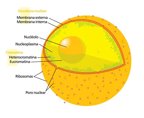Esquema del núcleo de maná