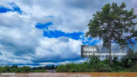 Isla Tenrou con el Gran Árbol