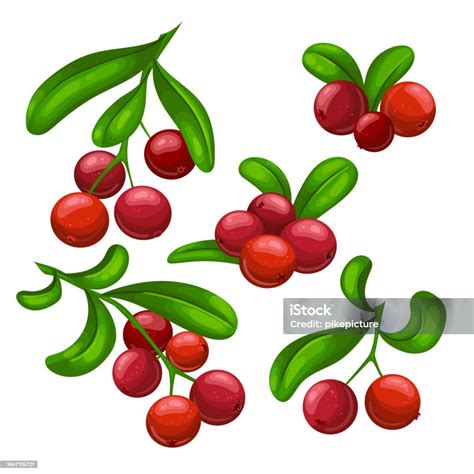 Ilustración de Cranberry