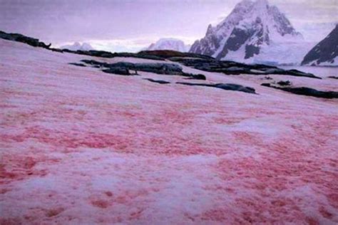 Nieve teñida de rojo por la sangre