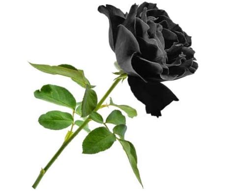 Símbolo de una rosa negra