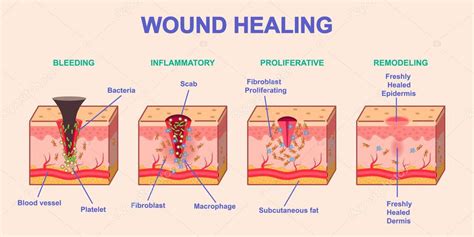 Diagrama de la regeneración de Orochimaru