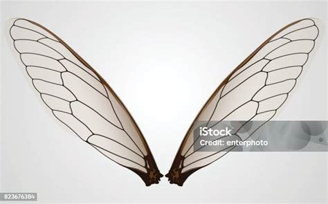 Ilustración de Suchan Jang con alas de insecto