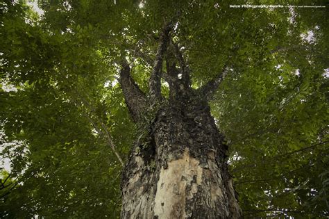 El Gran Árbol Tenrou