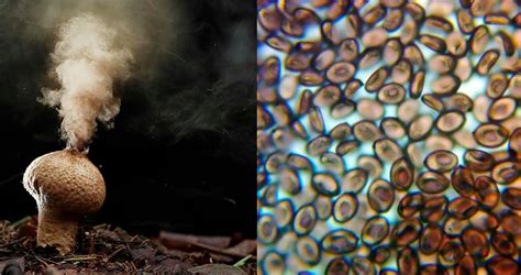 Ilustración de la técnica Houshi no Jutsu (Técnica de Esporas)