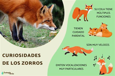 Infografía comparando los clanes de zorros e ima en la mitología coreana.