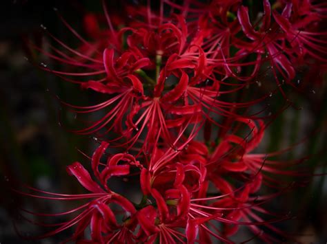 Flor Lycoris radiata