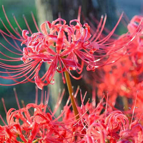 Diagrama de cuidados de Lycoris radiata