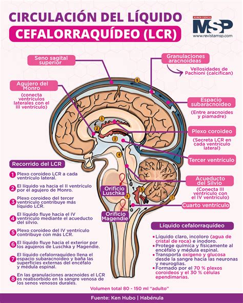 Diagrama del líquido cefalorraquídeo de un titán