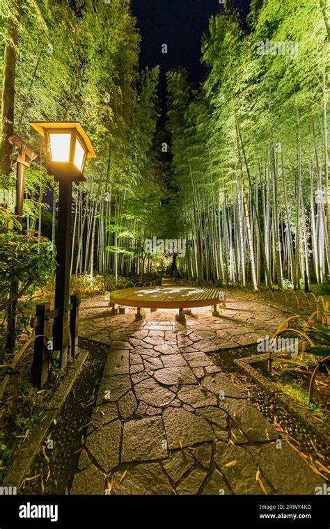 Iluminación nocturna del bosque de bambú de Shuzenji