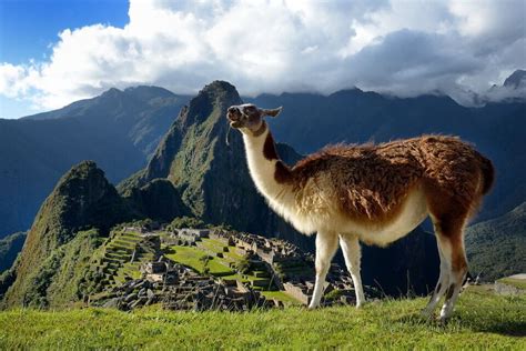 Endeavor en acción con sus llamas