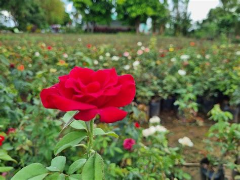 Rosa roja en un jardín