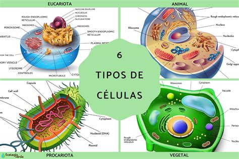 Ilustración de las células S en el ADN Saiyajin