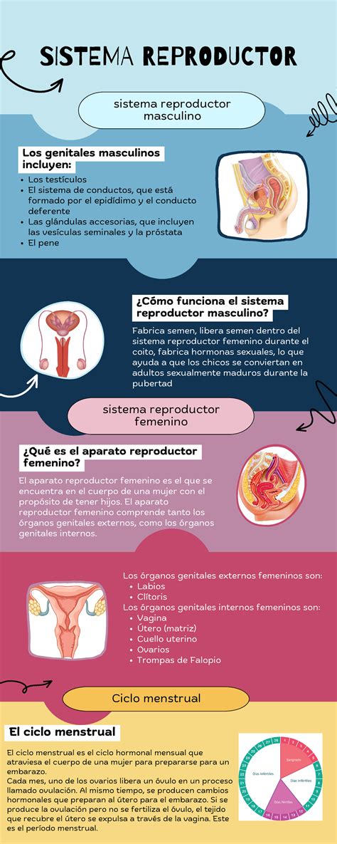 Infografía sobre la anatomía reproductiva humana.