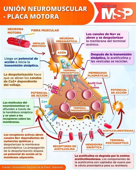 Esquema de unión de las partes del patrón de Nezuko