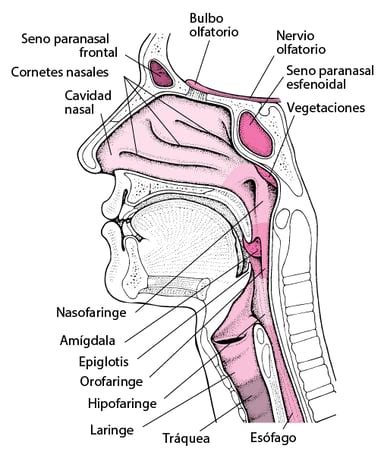 Diagrama de la Garganta como portal dimensional