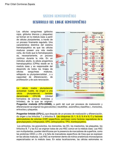 Infografía sobre el linaje Vinsmoke y sus modificaciones genéticas