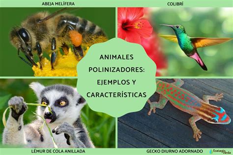 Jūgo con animales