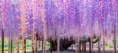 Flores de glicinia en el Monte Fuji