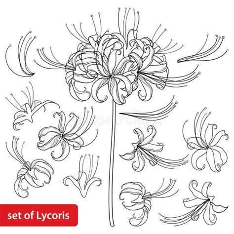 Ilustración botánica de Lycoris radiata