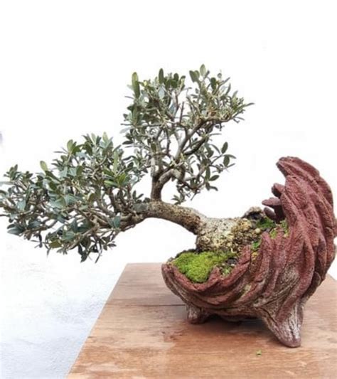 Maceta Kurama en proceso de secado