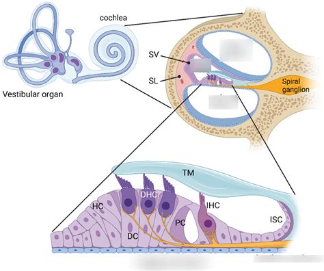 Prisión de Cochlea