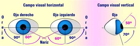 Esquema del Byakugan mostrando su campo de visión de 360 grados